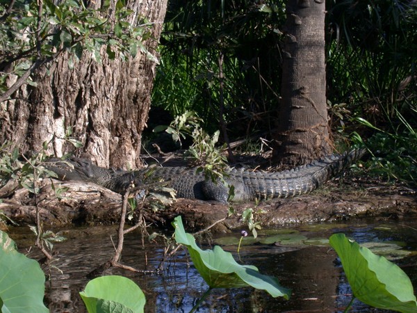Saltwater Crocodile (Yellow Waters Billabong)